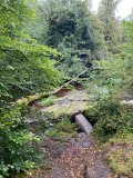 Linn Park